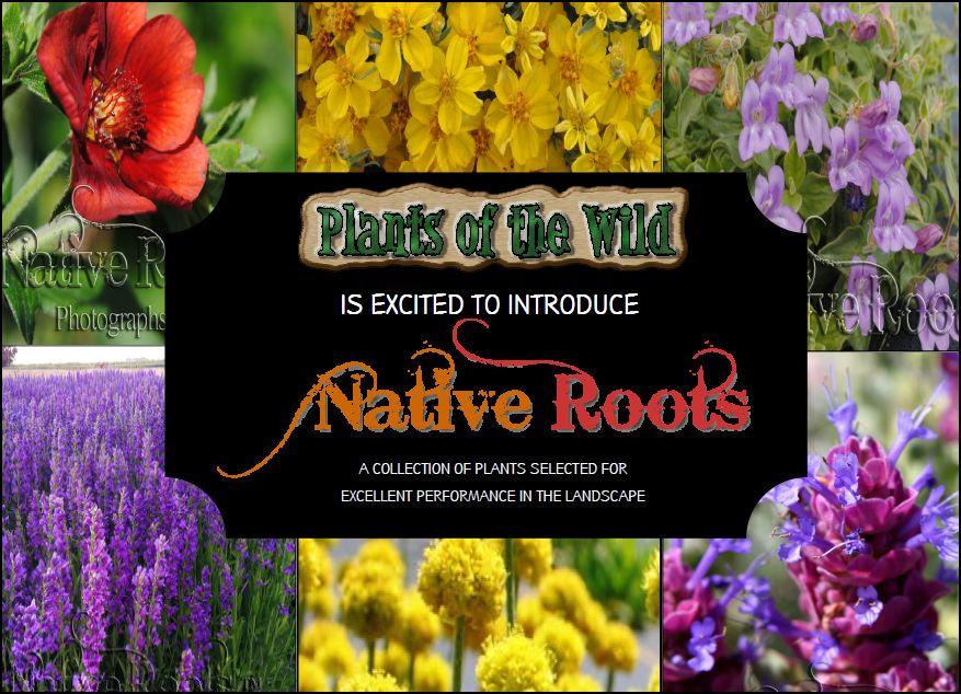NATIVE ROOTS 3.