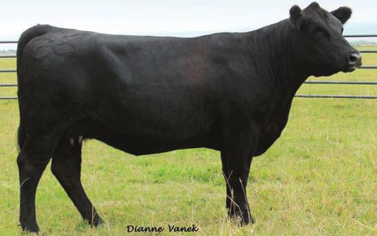 97 MISS PRICKLY PEAR A319 ASA# 2714470 Tattoo: A319 BD: 3/6/13 Black Polled 3/4 SM 1/8 AN 1/8 CS SRS RIGHT-ON 22R Sire: PPSR