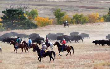 16th Annual Mickelson Trail Trek, 6:30 a.m. Custer Custer, SD 605-673-2244 North Country Fiber Fair Watertown, SD, 605-254-8434 Fall Festival, 10 a.m. Edgemont City Park Edgemont, SD, 605-662-5900 PHOTO COURTESY OF MIKE KJOSE 48th Annual Buffalo Roundup 6:30 a.