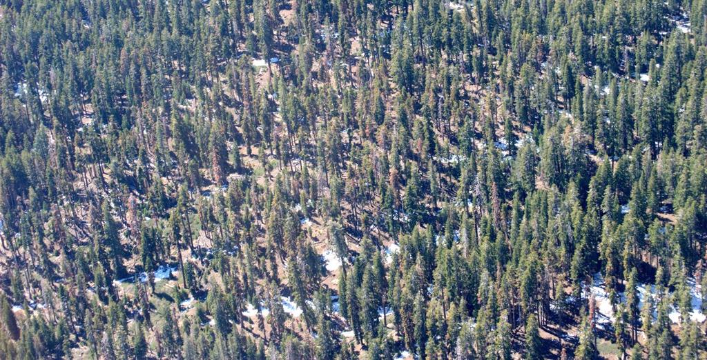 Widely scattered fir and pine mortality was already noticeable even in high elevation