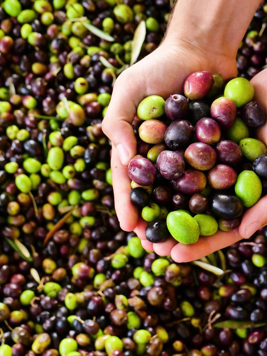 olives, preserved