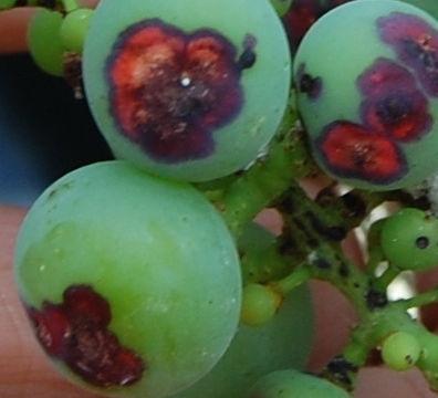 Grape Anthracnose Steve Jordan Grape anthracnose, also known as bird s eye rot, while often considered more of a threat in states south of Wisconsin, can still be a problem in Wisconsin vineyards.