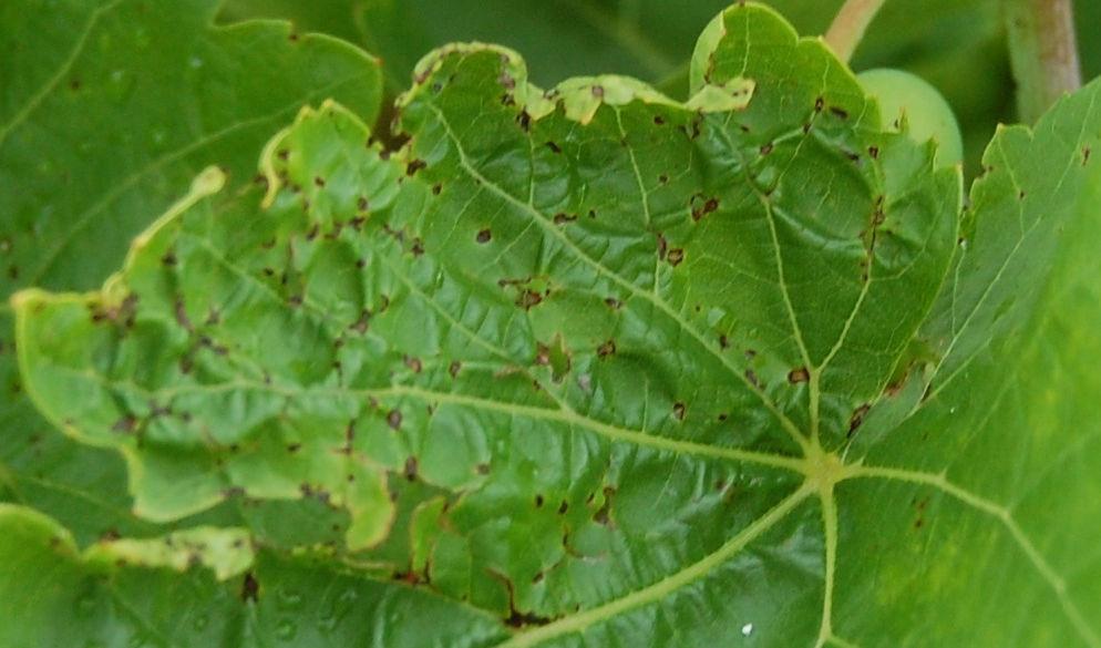 time and have very similar symptoms. Thankfully, management of the two diseases is nearly identical. The cause of grape anthracnose is the fungus, Elsinoë ampelina.