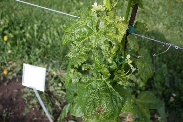 4 What s lurking in or near the vineyard this week? Top of leaf This grapevine (left) showing puckered and tattered leaves with shot holing is likely from Mirid feeding.