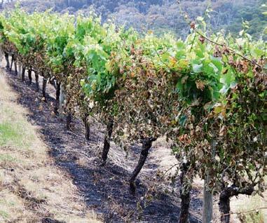 Management of fire-damaged grapevines During a fire, grapevines may be physically damaged by flames and/or by radiant heat from the fire.