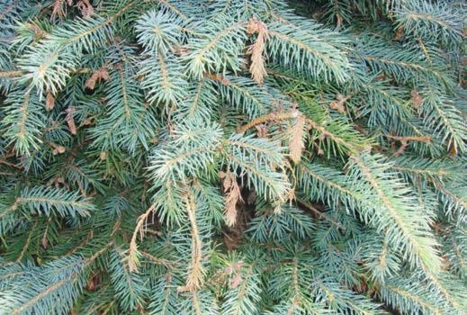Phomopsis shoot (tip) blight of Colorado blue spruce observed in Wisconsin and Michigan nurseries and tree farms. Figure 1.