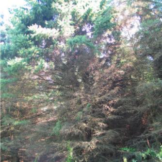 Fig 3: Spruce showing symptoms of decline. Fig 4: Typical Phomopsis symptoms on spruce. Rhizosphaera and the newly invasive fungus that grows on the needles called Stigmina are also involved.