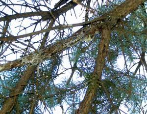 Common Diseases & Insects Affecting Spruce Trees CYTOSPORA CANKER Cytospora canker, caused by the fungus Cytospora kunzei (also known as Valsa kunzei var.