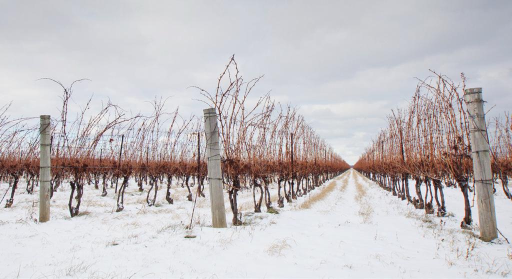 November Visit the 27 Wineries of Niagara-on-the-Lake as we heat things up with a series of extraordinary events.