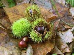 Nut rots of chestnut: a
