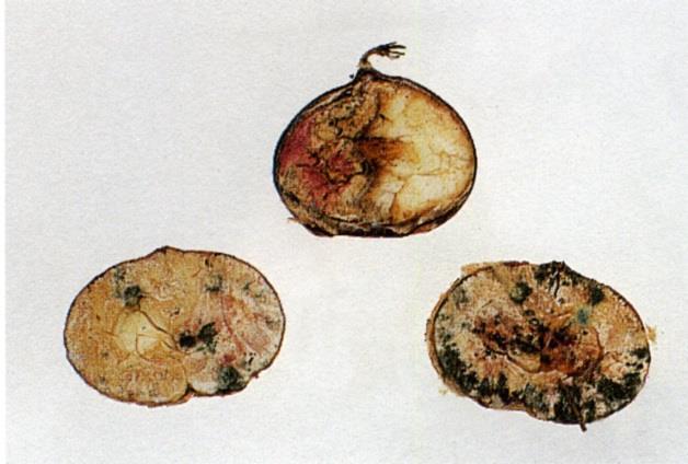 The main fungal diseases of chestnut fruits Greenish mould: