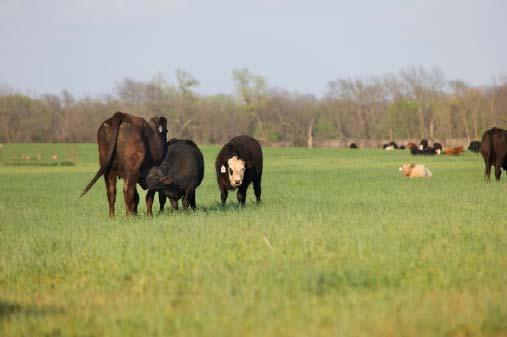 Resume grazing when forages reach 6-8 inches high Low regrowth will be