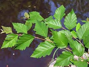Birch, River Scientific Name: Betula nigra Hardiness Zones: 4 to 9 Growth Rate: