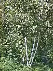 Birch, Whitespire Scientific Name: Betula populifolia