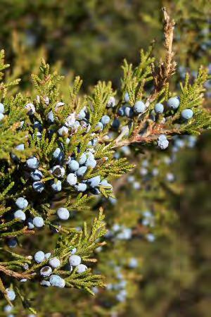 Cedar, Eastern Red Scientific Name: Juniperus virginiana Hardiness Zones: 2 to 9 Growth Rate: Moderate Site Requirements: full sun, drought tolerant Soil: does well in moist,