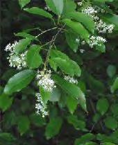 Cherry, Black Scientific Name: Prunus serotina Hardiness Zones: 2-8 Growth Rate: