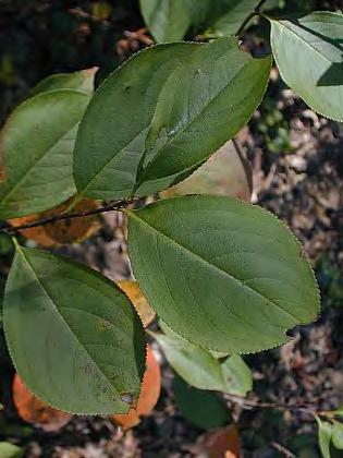 Chokeberry, Black Scientific Name: Aronia melanocarpa Other Names: Aronia berry Hardiness Zones: 3 to 8 Growth