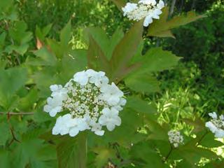 variety Form: Rounded shape Height: 8-12 feet Width: 8 12 feet Flower/Fruit: Showy, snow-white, flat-topped flowers are