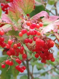 Beginning in September, bright red fruits Comments: Excellent fall foliage color, yellow, red, orange or burgundy,