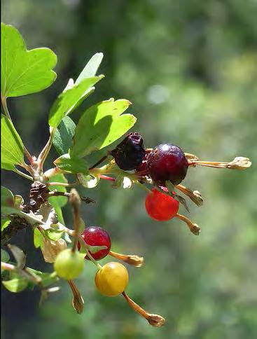 age and bloom from April to July, produces red purple fruit Comments: Flowers provide nectar