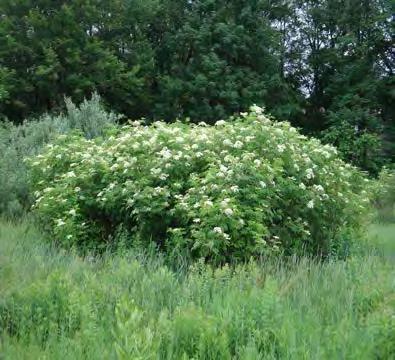 Elderberry, American Scientific Name: Sambucus canadensis Hardiness Zones: 4 to 8 Growth Rate: Fast Site Requirements: partial to