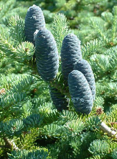 Cones are 2 to 4 inches long, purplish in color, and stand erect on branches.