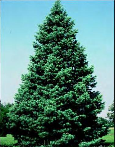 Fir, Concolor Scientific Name: Abies concolor Other Names: White Fir Hardiness
