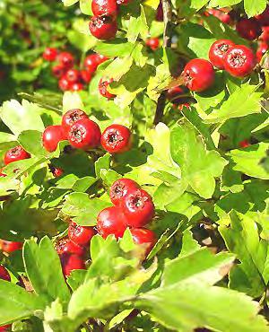 red fruit 1/4" in diameter Comments: Very attractive to birds,