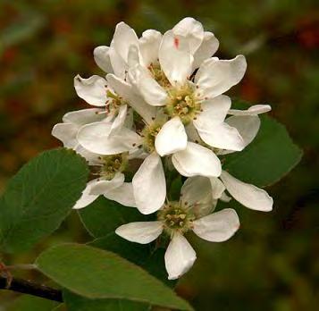 Juneberry/Serviceberry Scientific Name: Amelanchier alnifolia Other Names:
