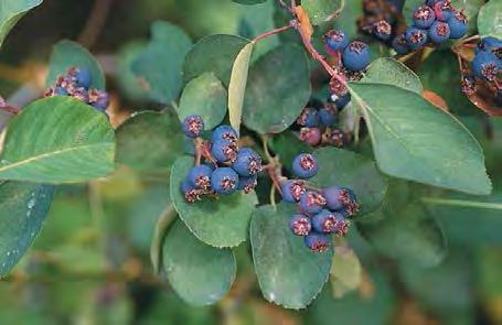 spring, dark red-purple berries, high quality wildlife food Comments: Great for