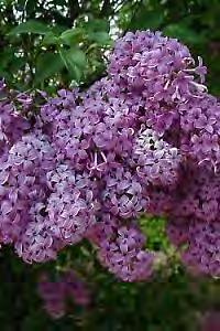 Lilac, Persian Scientific Name: Syringa x persica Hardiness Zones: 3 to 7 Growth Rate: Rapid Site