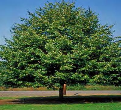 Linden, Littleleaf Scientific Name: Tilia cordata Hardness Zones: 4 to 7 Growth Rate: Moderate Site Requirements: sun