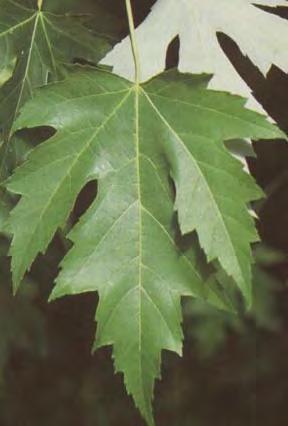 Maple, Silver Scientific Name: Acer saccharinum Other Names: soft maple Hardness Zones: 3 to 9 Growth Rate: Fast