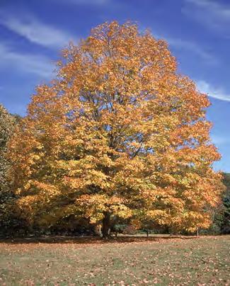 Maple, Sugar Scientific Name: Acer saccharum Other Names: hard maple Hardiness Zones: 3 to