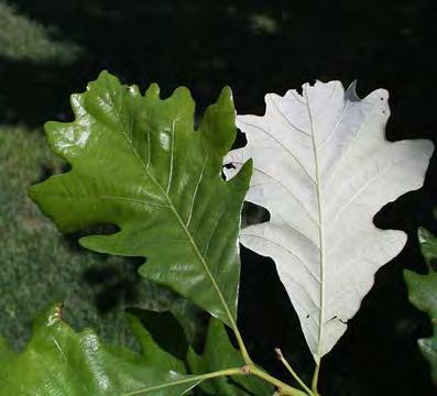 Oak, Swamp White Scientific Name: Quercus bicolor Other Names: Swamp Oak Hardiness Zones: 1 to