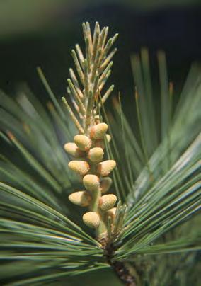 inch needles, excellent wildlife habitat, tallest conifer in Minnesota, used