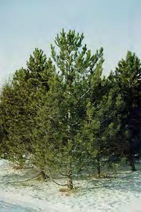 Pine, Red Scientific Name: Pinus resinosa Other Names: Norway pine