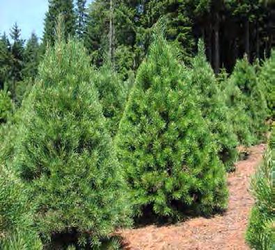 Christmas trees because of excellent form and ability to hold needles for a long period, many color variations within the