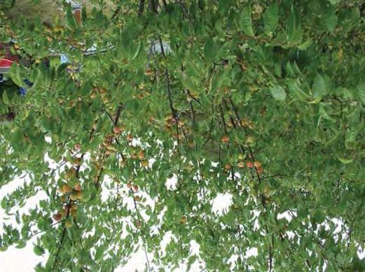 Plum, Prairie Red Scientific Name: Prunus Americana Prairie Red Hardiness Zones: 3 to 8 Growth Rate: