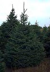 75 to 1" purplish cones; mature to brown in fall Comments: A variety of white spruce, good