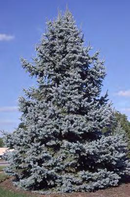Spruce, Colorado Scientific Name: Picea pungens Other names: blue spruce Hardiness