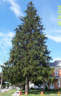 Spruce, Norway Scientific Name: Picea abies Other names: Norway spruce Hardiness Zones: 3 to 7 Growth Rate: