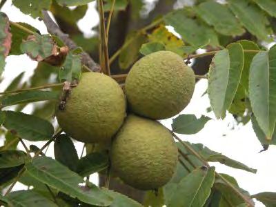 Walnut, Black Scientific Name: Juglans nigra Other names: eastern black walnut Hardiness Zones: 4 to 9