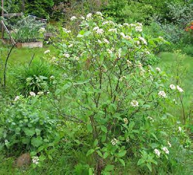 Wayfaring Bush Scientific Name: Viburnum lantana Other names: wayfaring tree, wayfarer Hardiness