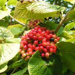 flat-topped clusters of white flowers in spring and fruit which starts pink changing to red and