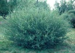 Willow, Blue Arctic Scientific Name: Salix purpurea Other names: purpleosier willow Hardiness
