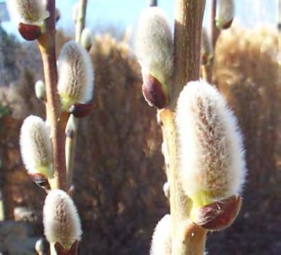Willow, Pussy Scientific Name: Salix caprea Other names: Hardiness Zones: 4 to 8 Growth Rate: