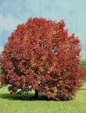 Ash, White Scientific Name: Fraxinus americana Hardiness Zones: 4-9 Growth Rate: Rapid Site Requirements: full