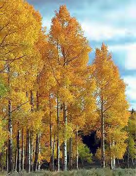 Aspen, Quaking Scientific Name: Populus tremuloides Hardiness Zones: 1 to 7 Growth Rate: Fast Site
