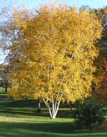 Birch, Paper Scientific Name: Betula papyrifera Hardiness Zones: 2 to 7 Growth Rate: